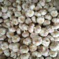 2016 New Harvest Fresh White Garlic, Pure White Garlic